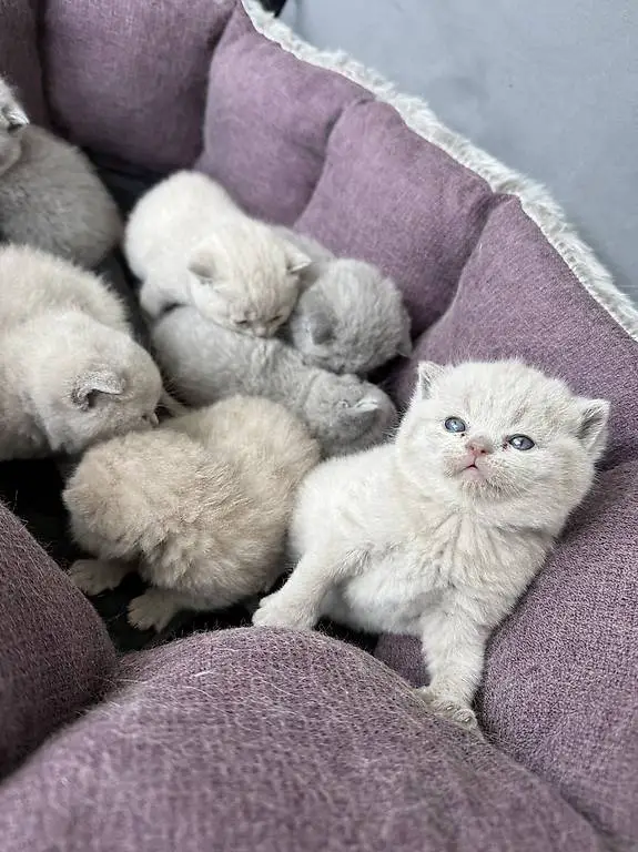 BKH Kitten suchen liebevolles zu Hause