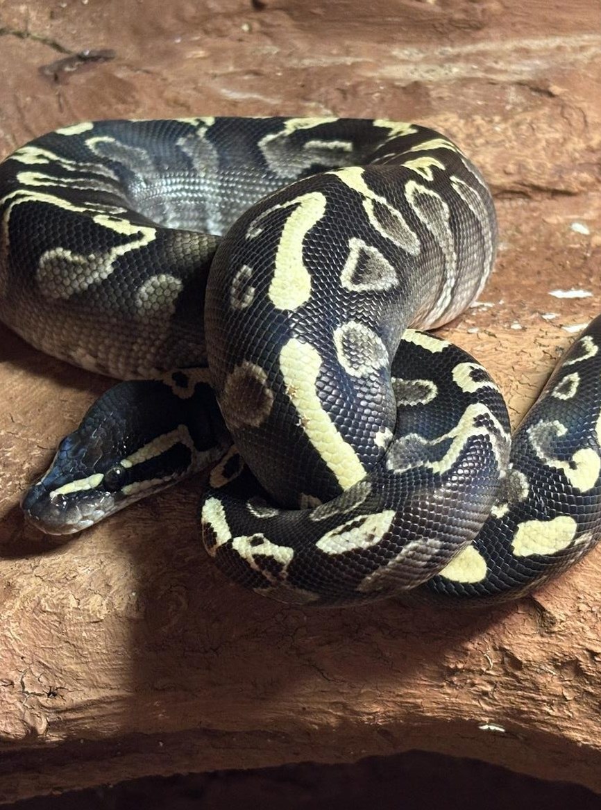 Königspython 1.0 GHI Mojave abzugeben