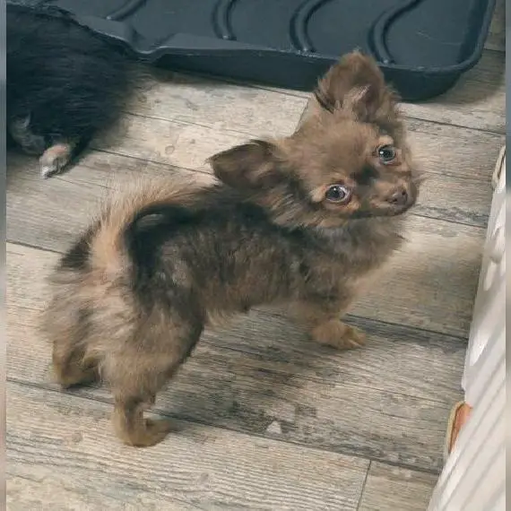 Süsser Pomchi Welpe in ausgefallener Farbe