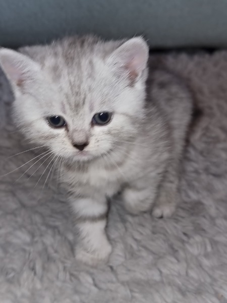 Scottish fold / Straigth