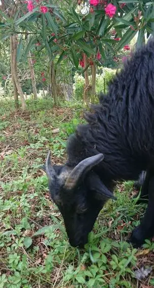 Heidschnucken Auen, Schafböcke, Lämmer zu verkaufen