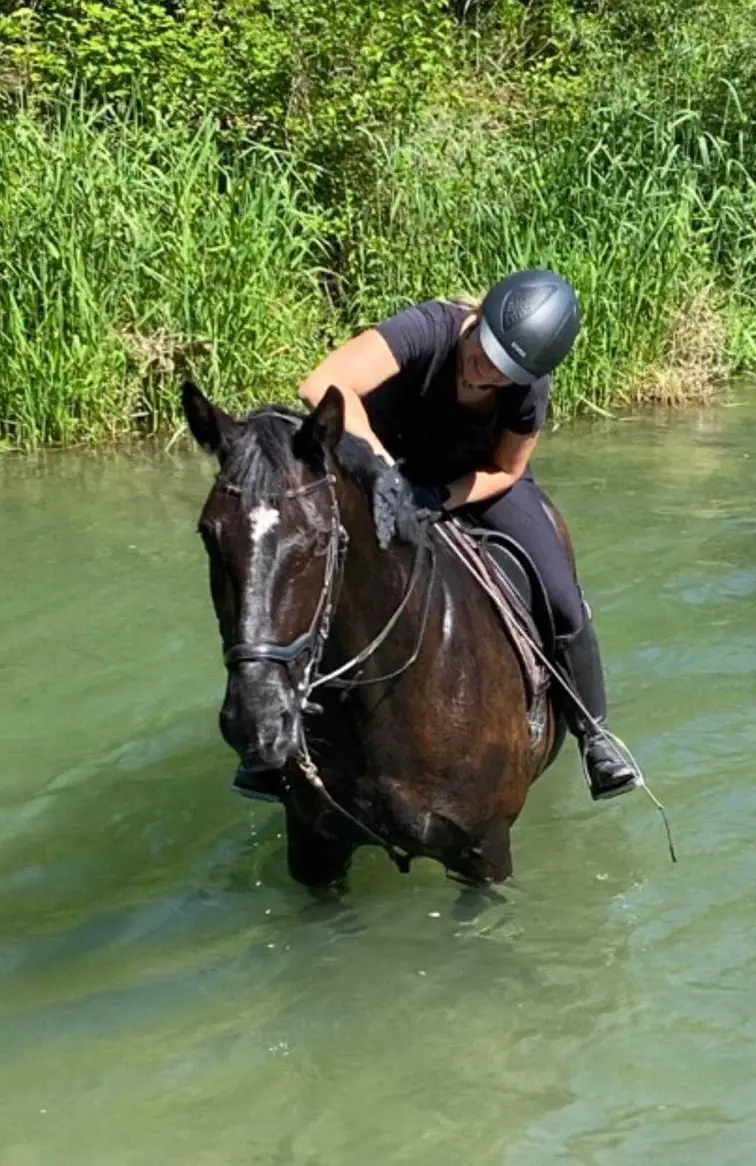 7-jährige Oldenburger Stute zu verkaufen