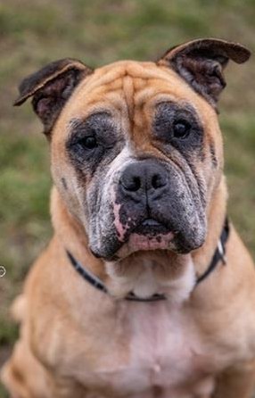 Gizmo, der anhängliche Bulldoggen Mischling Senior