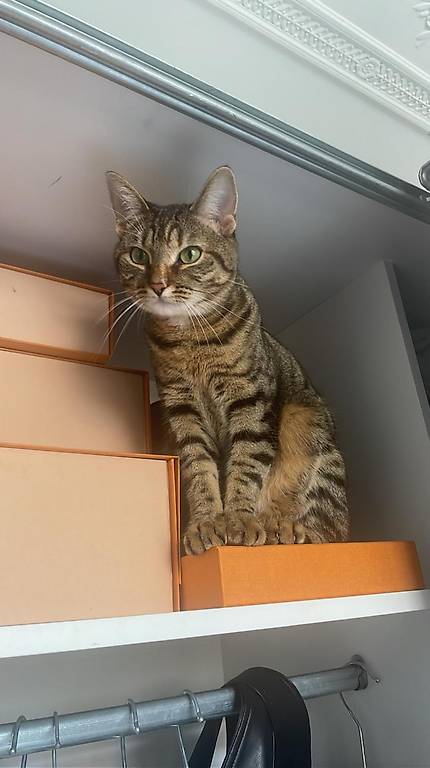 Tigerli Katze 3-Jährig