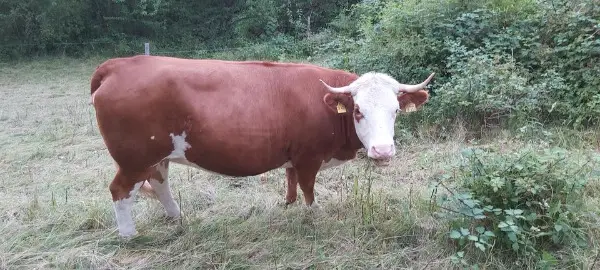 Hinterwälder Kühe / Färsen