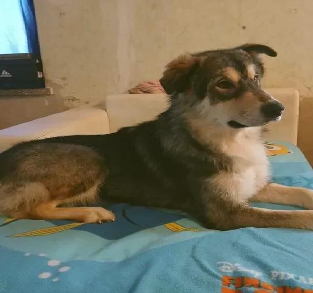 Alaskan Malamut Rüde