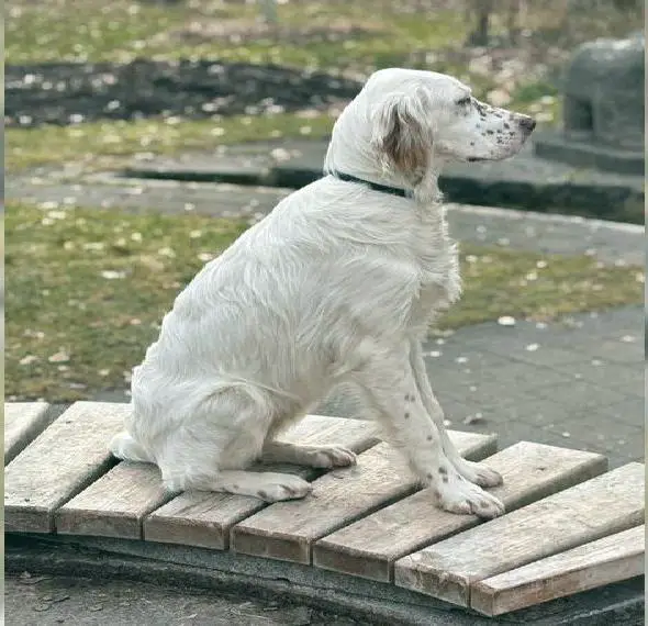English Setter Welpen mit VDH-Papieren