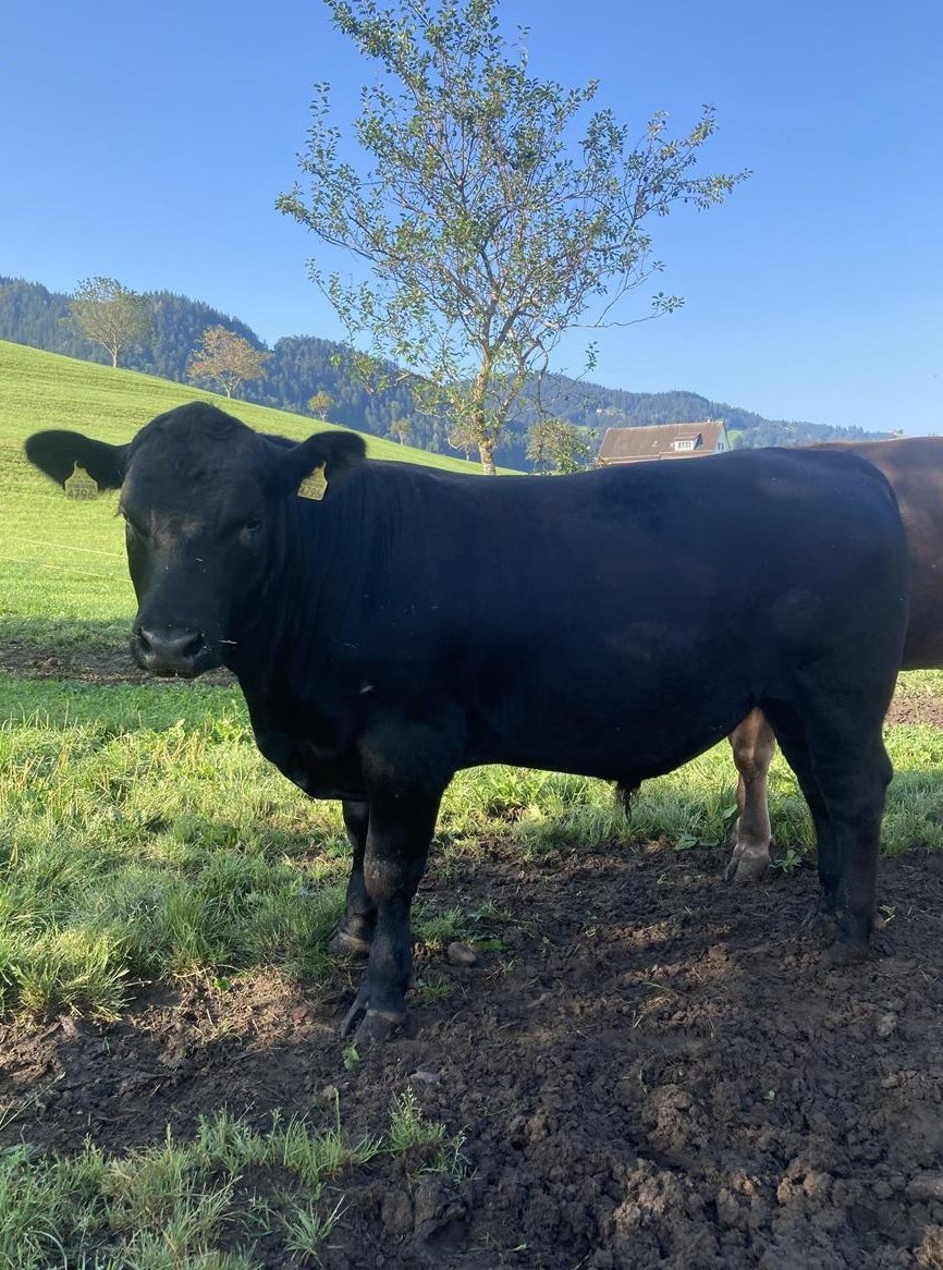 Angus Stier Mutterkuh Schweiz anerkannt