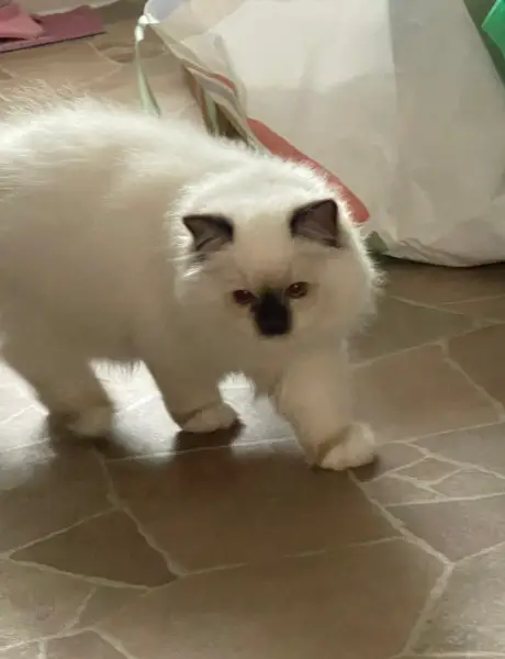 Heilige Birma Kitten kleiner Kater