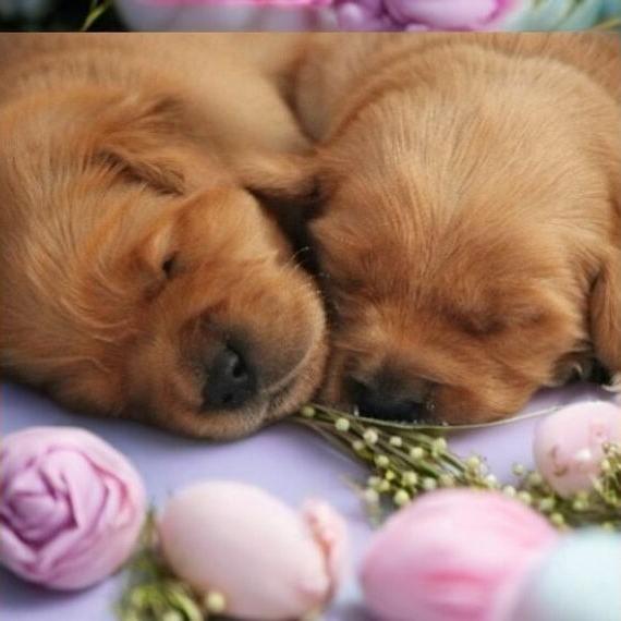 Golden Retriever Welpen mit Ahnentafel