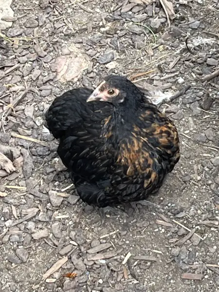 Junghennen Zwergorpington