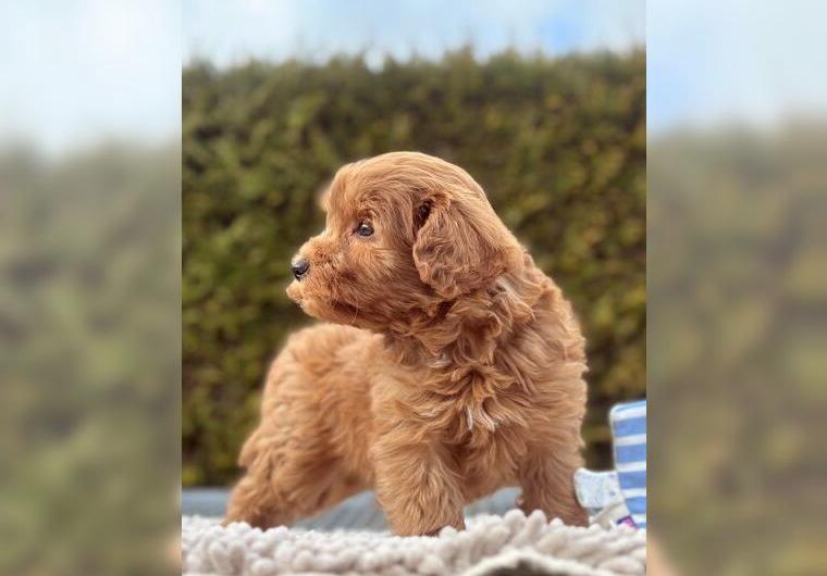 Cavapoo Welpen/Pudel x Cavalier (Maltipoo) suchen neues zu Hause