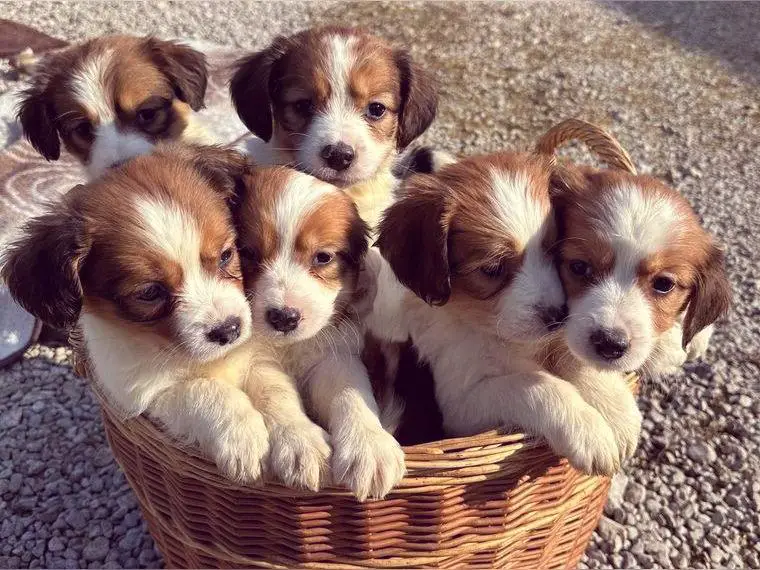 Kooikerhondje Welpen