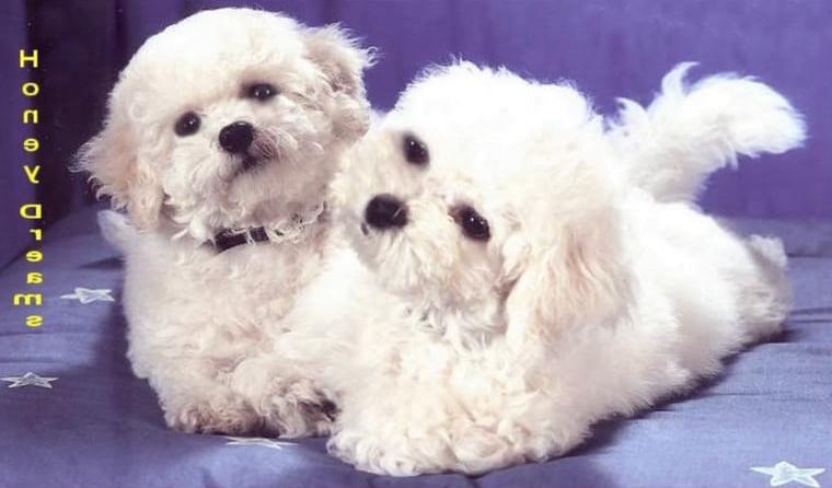 Bichon frise - Welpen aus Top Zucht, liebevolle Familienaufzucht