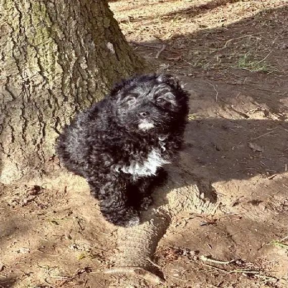 Mini Aussiedoodle Welpen