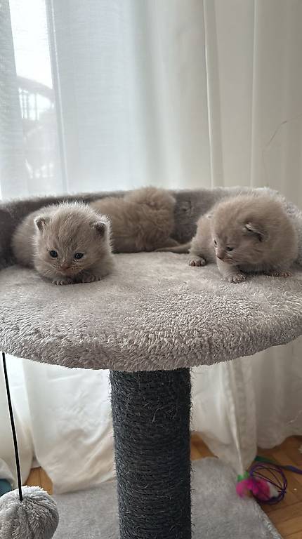 BKH Kitten Lilac