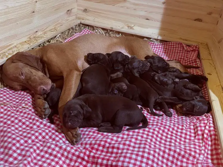 German Vizsla Pointer suchen eine Familie
