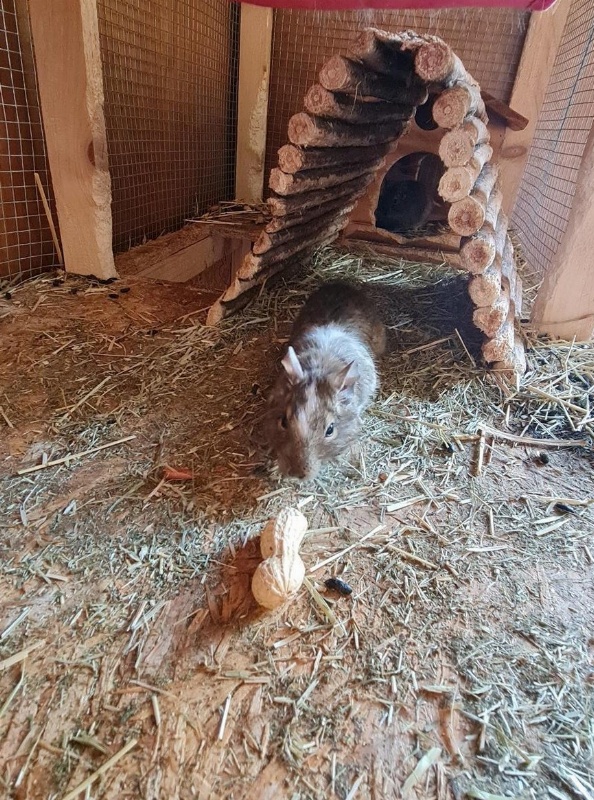 2 Degu Männchen GRATIS abzugeben