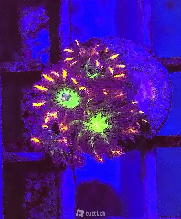 Korallen Ableger Clavularia Virdis Tricolor