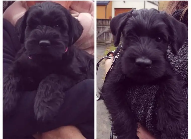 Mittelschnauzer Welpen in Planung