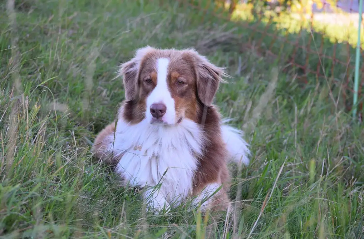 Wir erwarten reinrassige Australian Shepherd Welpen
