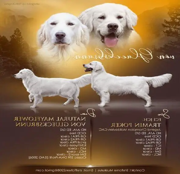 Wurferwartung: Golden Retriever Welpen Creme