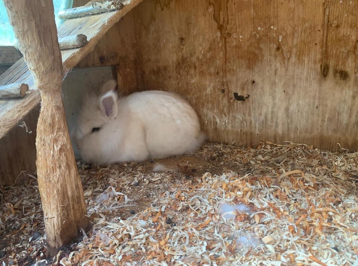 Löwenkopf Zwergkaninchen Weibchen & Männchen