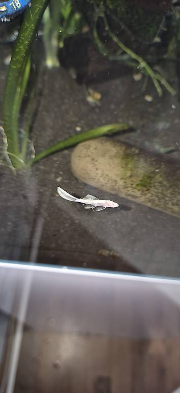 L144 snow white long fin