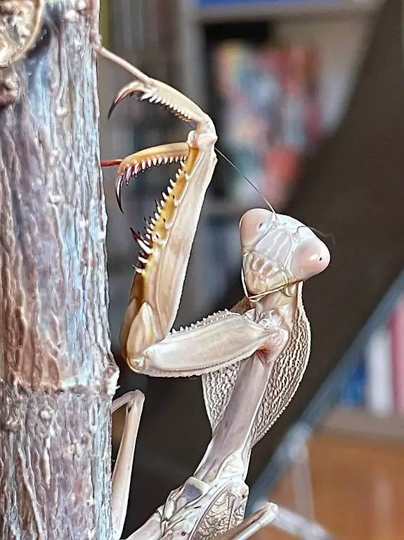 Rhombodera kirbyi Mantis Gottesanbeterin