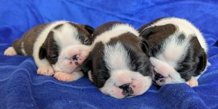 Boston Terrier Welpen VDH/KfT/FCi