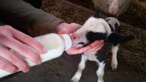 ziehe Flaschenlämmer auf