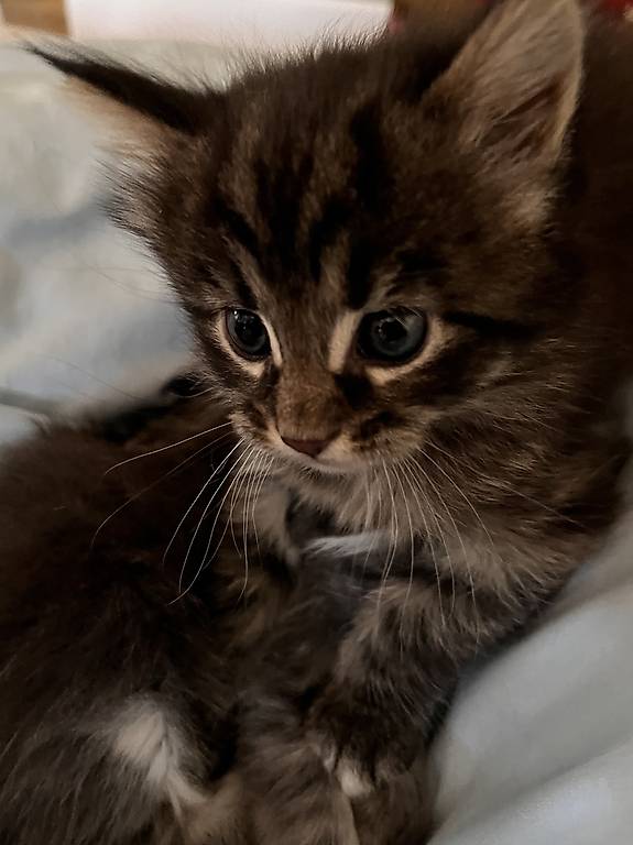 Maine Coon Kitten