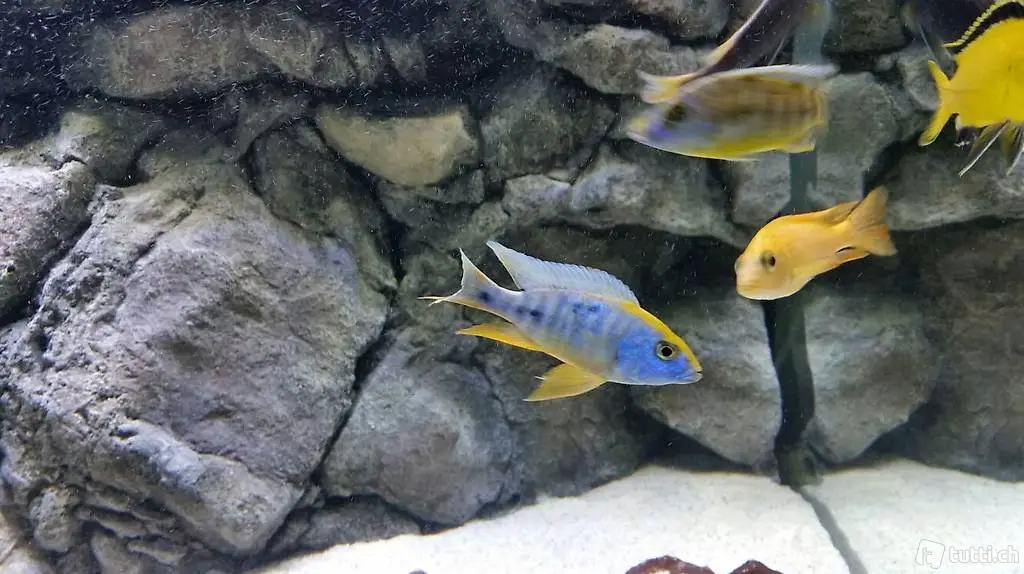 Diverse Buntbarsche von S -XL