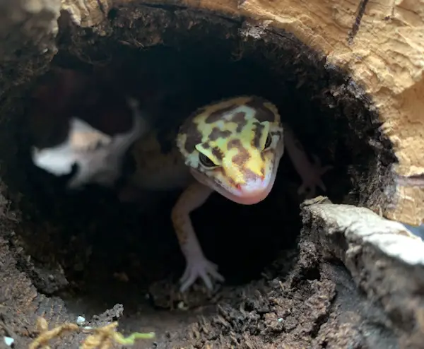 Leopardgecko Snake Eye