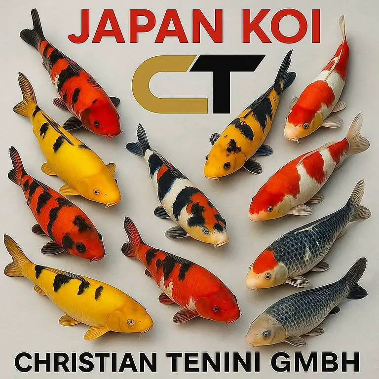 Japan Koi