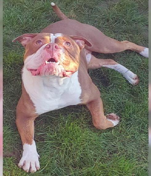 Old English Bulldog OEB Bulldog rüde