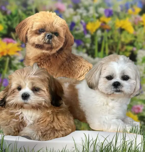 Shih Tzu Welpen geb.06.12.2025