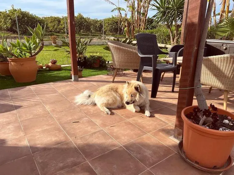 Wurfplanung mit meinen Eurasiern