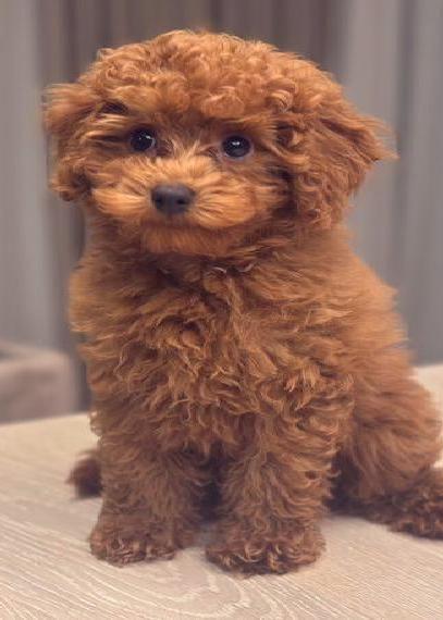 Toypudel Welpe mit Papieren