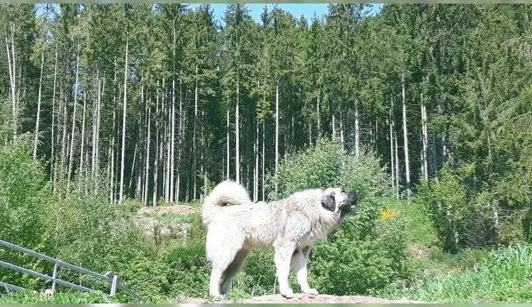 SUCHE Kaukasischer Owtscharka, Kaukase, Russischer Schäferhund