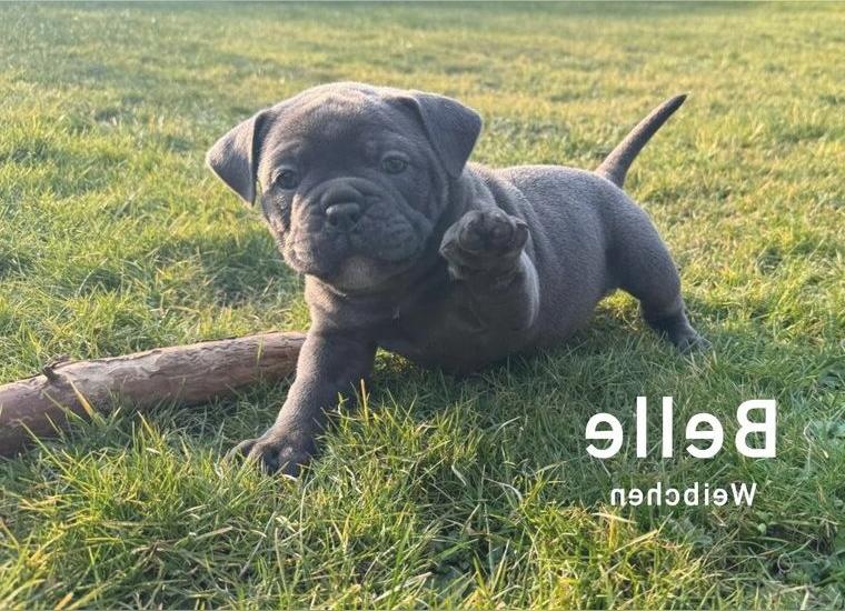 Old English Bullies zum Liebhaben mit Ahnentafel