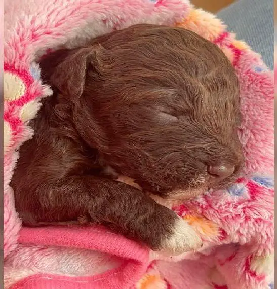 Welpen Lagotto Romagnolo/Trüffelhunde