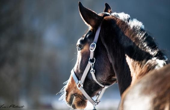 Pferdefotografie fürs Herz | Pferdeshootings