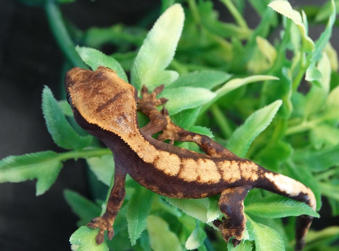 Kronengecko Nachzuchten zu verkaufen