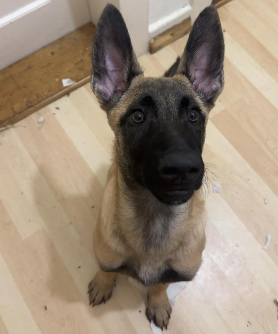 Malinois Welpe, Rüde sucht liebevolles Zuhause