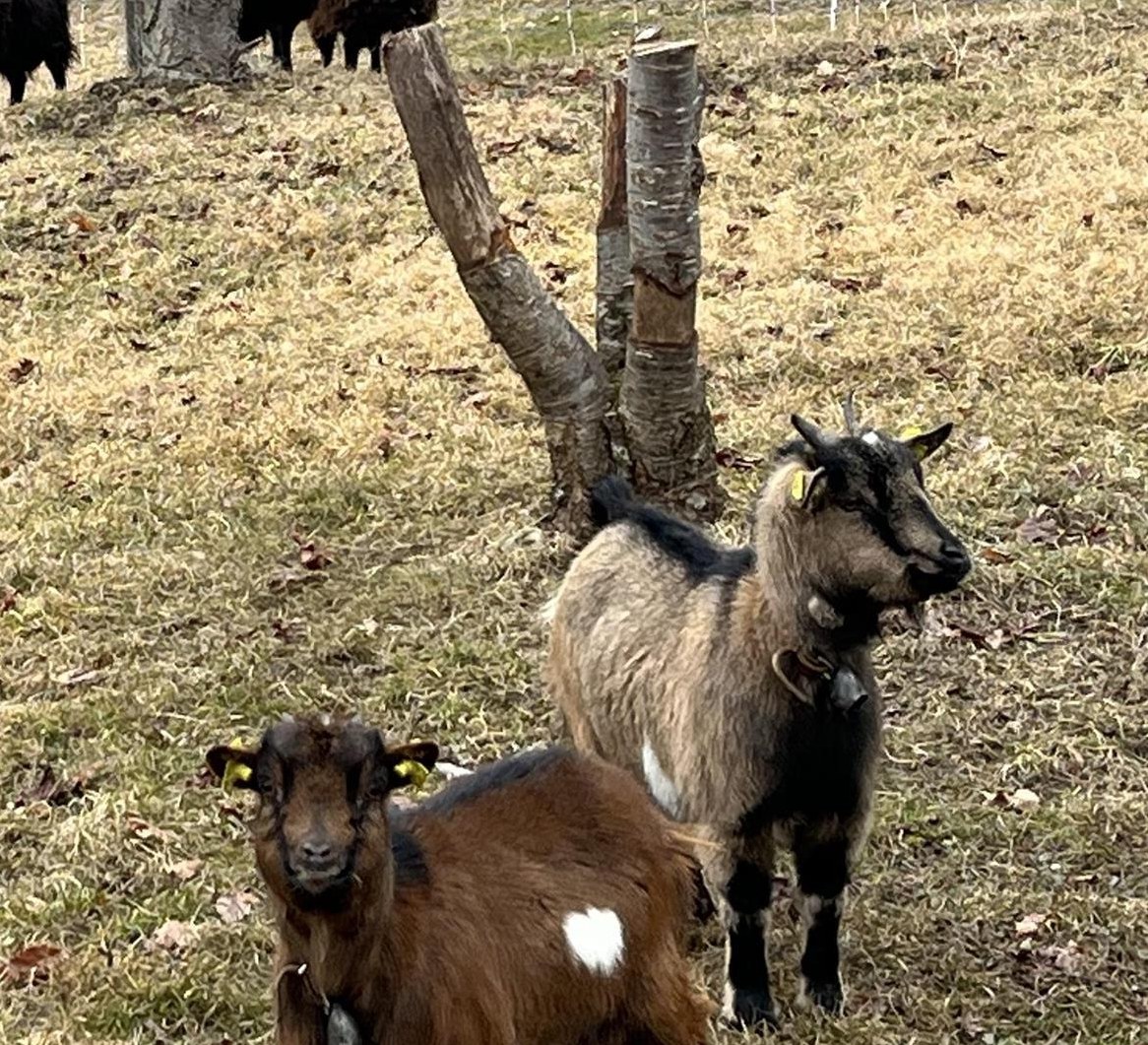 Zwergziegen gratis abzugeben