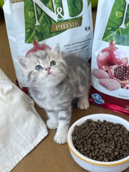 Wunderschöne BKH Tabby -Kitten