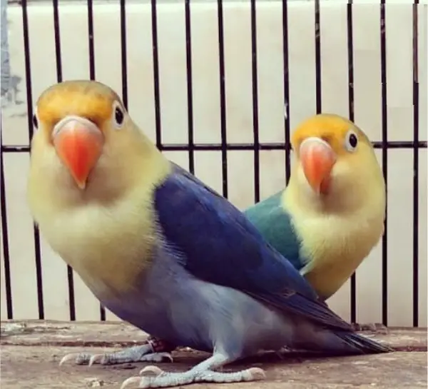 Yello faces a vendre