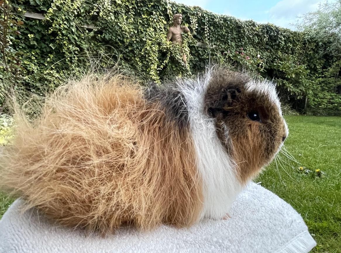Olivia, reines CH Teddy Meerschweinchen in goldagouti-weiss