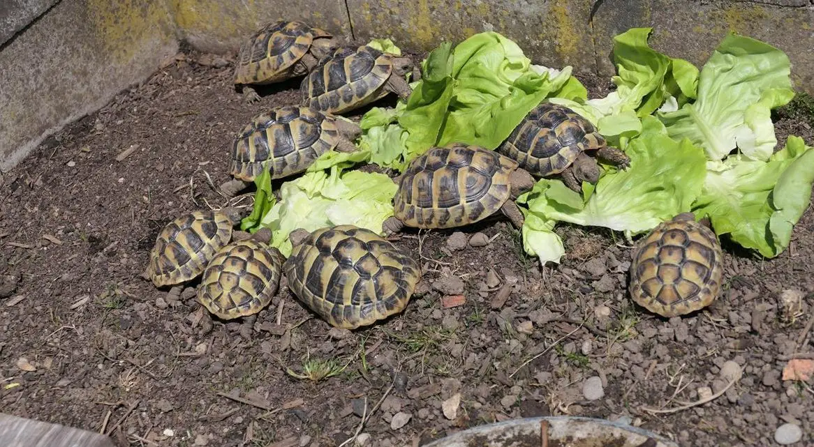Griechische Landschildkröten aus eigener Zucht